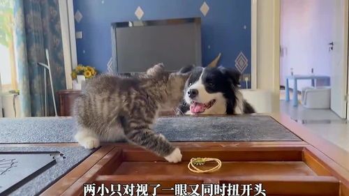 边牧营养食谱，小猫疾病防治指南
