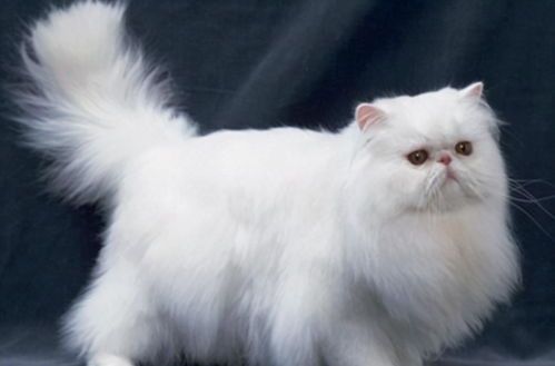 “波斯猫产崽,营养食谱大公开!”