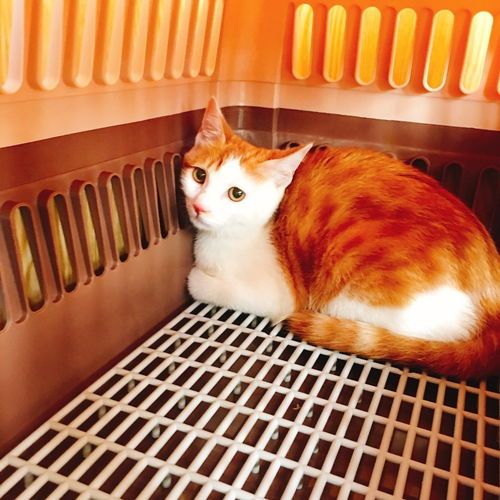 “宠物猫安全托运指南”