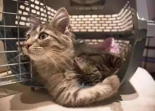 “宠物猫安全托运指南”