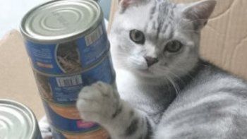 物美价廉的猫咪零食，吞拿鱼罐头，营养健康又美味。