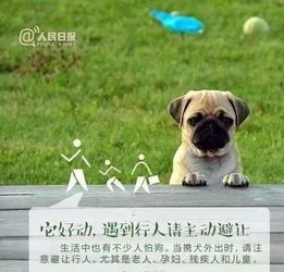 “宠物犬营养食谱,养犬小贴士分享!”