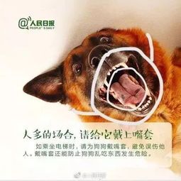 “宠物犬营养食谱,养犬小贴士分享!”