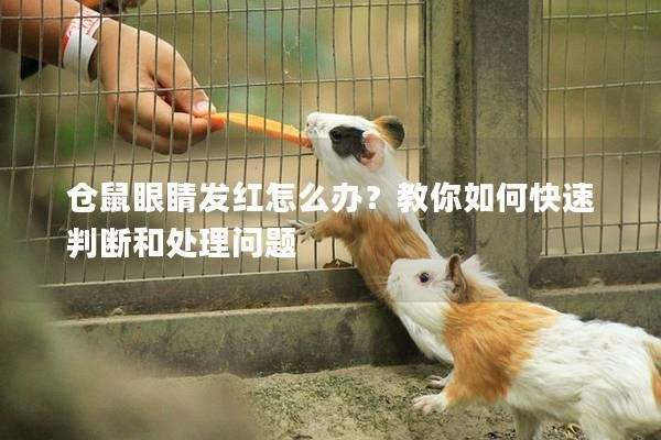 仓鼠眼睛发红怎么办？教你如何快速判断和处理问题