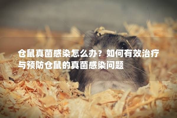 仓鼠真菌感染怎么办？如何有效治疗与预防仓鼠的真菌感染问题