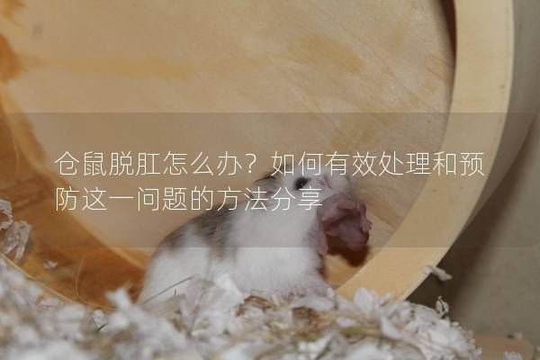 仓鼠脱肛怎么办？如何有效处理和预防这一问题的方法分享