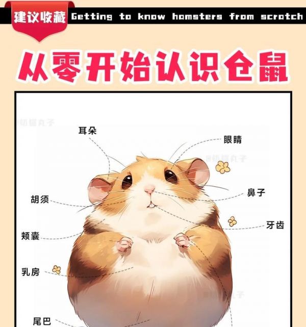 仓鼠养护指南（打造适宜的生活环境让仓鼠健康成长）