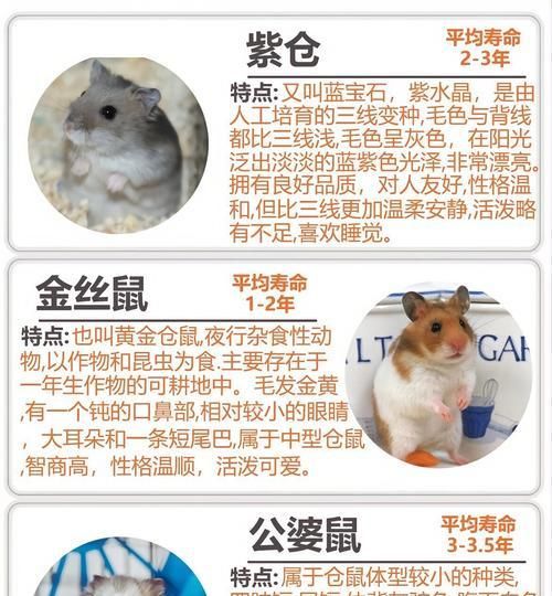 仓鼠养护指南（打造适宜的生活环境让仓鼠健康成长）