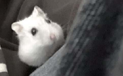 第一次养仓鼠作文