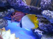水族箱怎么进行维护?