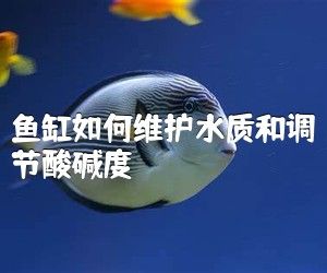 鱼缸如何维护水质和调节酸碱度？
