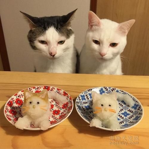 猫咪鱼虾饮食：口味佳，利弊需权衡