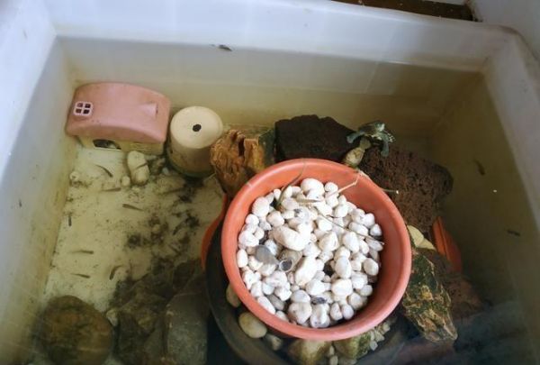 小鱼虾才是喂食乌龟最好的食物之一，比大鱼肉更营养更安全