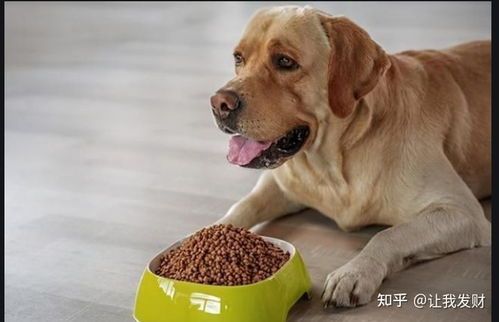 宠物狗可适量吃鱼虾丸
