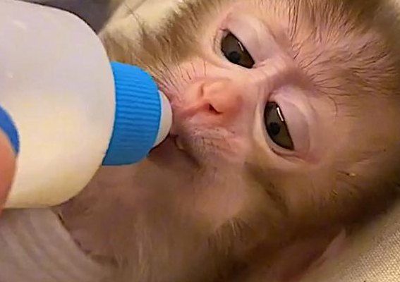 宠物猴多少钱一只（宠物猴的价格与品种）