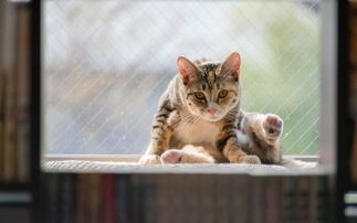 猫咪旅行记：宠物游历趣事