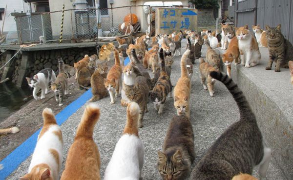 脱颖而出可不是一件容易的事情。日本，猫岛。