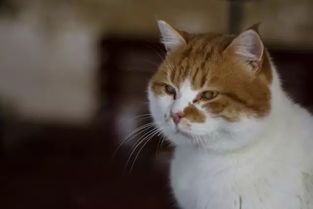 宠物出行必备：猫咪旅行攻略