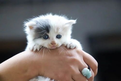 宠物出行必备：猫咪旅行攻略