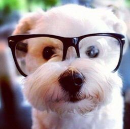 犬瘟热速治护理，宠物健康无忧