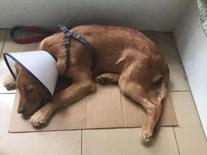 犬瘟热速治护理，宠物健康无忧