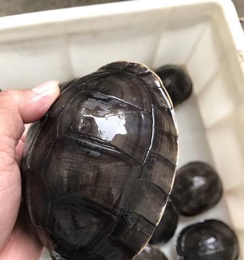 《宠物龟的养护指南》（以马来闭壳龟为例，详解养殖技巧与注意事项）