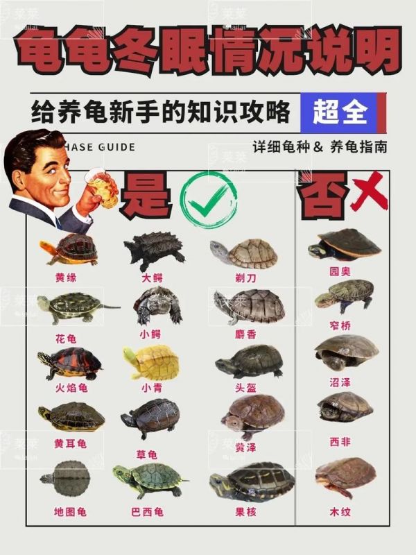 冬天如何养草龟