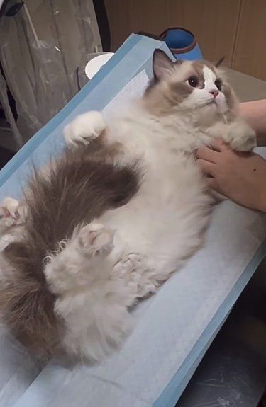 小猫什么也不知道，勇敢小猫在治疗中[糖果]