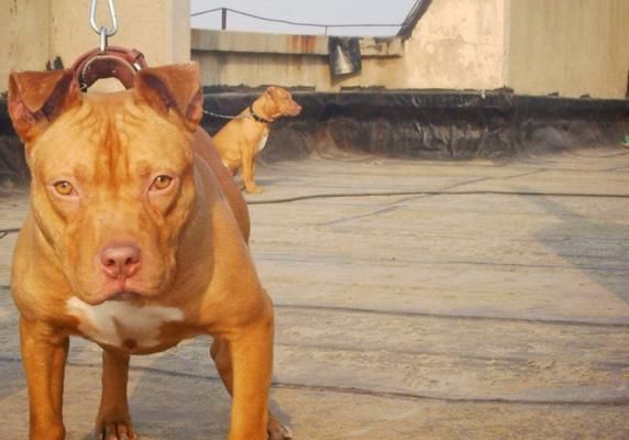 比特犬饮食全攻略（宠物生活质量从饮食开始/比特犬的营养需求大揭秘）