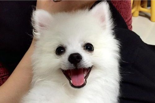 博美银狐杂交犬——理想宠物伴侣