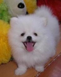 博美银狐杂交犬——理想宠物伴侣