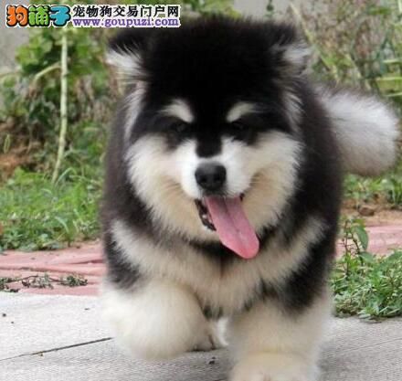 给阿拉斯加雪橇犬准备的美食和食谱介绍 第1张