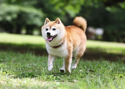 柴犬专用爆腮食谱,营养均衡,宠物喜爱。