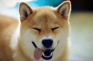 柴犬专用爆腮食谱,营养均衡,宠物喜爱。