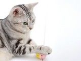 钦州中国狸花猫陪伴犬领养中心