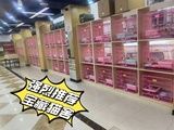 钦州钦南出售健康活泼卷毛猫 宠物猫繁殖基地