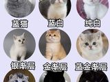 钦州美国短毛猫美短加白起司纯种幼猫幼崽 宠物猫咪