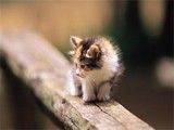 特色养殖斯芬克斯猫幼猫的行当