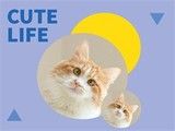 健康保障斯芬克斯猫幼猫的产业