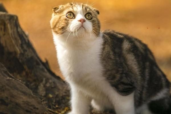 猫咪为什么要剪指甲