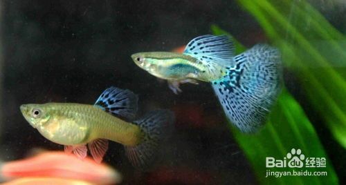 宠物孔雀鱼怎么喂食?科学喂食指南