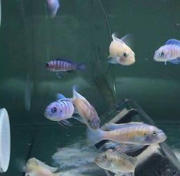 三湖慈鲷鱼专用喂食法,宠物鱼营养指南