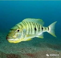 三湖慈鲷鱼专用喂食法,宠物鱼营养指南