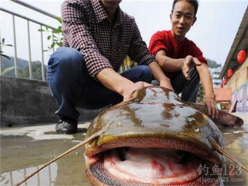 钓鲶鱼