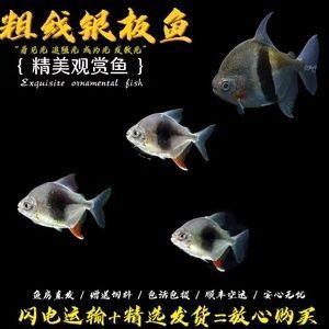 细线银板鱼苗饵料选择指南：细线银板鱼苗饲料自制方法 龙鱼百科 第4张