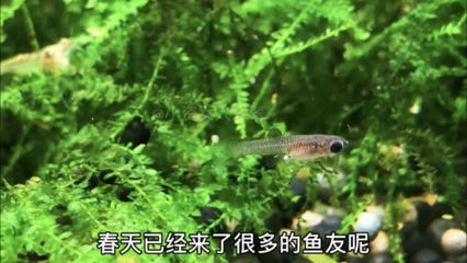观赏鱼苗期饵料选择指南：观赏鱼苗期选择正确的饵料很重要 观赏鱼百科 第1张