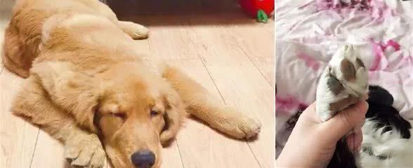 你遛狗回来是否会给狗狗擦洗一下脚呢?有这个必要吗?