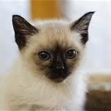 猫咪鼻子和耳部要擦洗