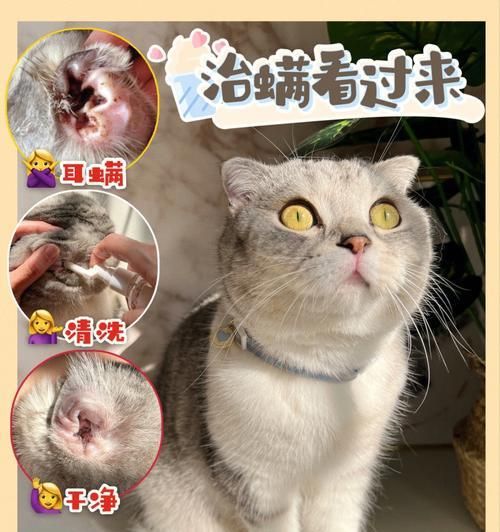 拉布拉多耳垢和耳螨的鉴别（宠物狗的耳朵健康需求与防护）