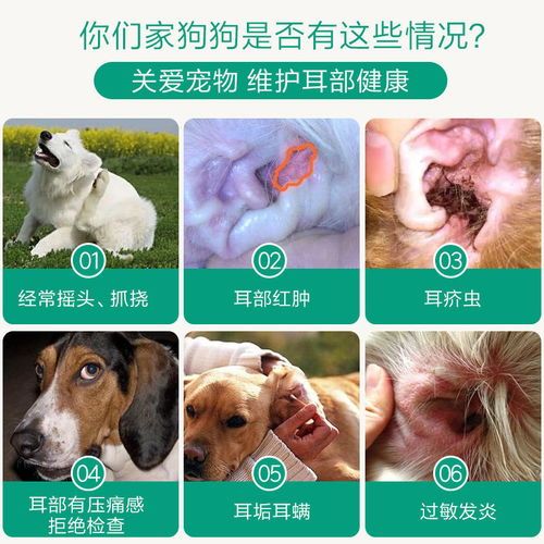 宠物耳螨处理攻略